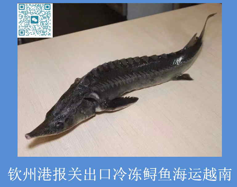 鱘魚(yú)出口越南報關(guān).jpg