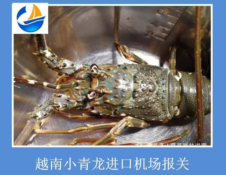 越南小青龍進(jìn)口機場(chǎng)報關(guān).png